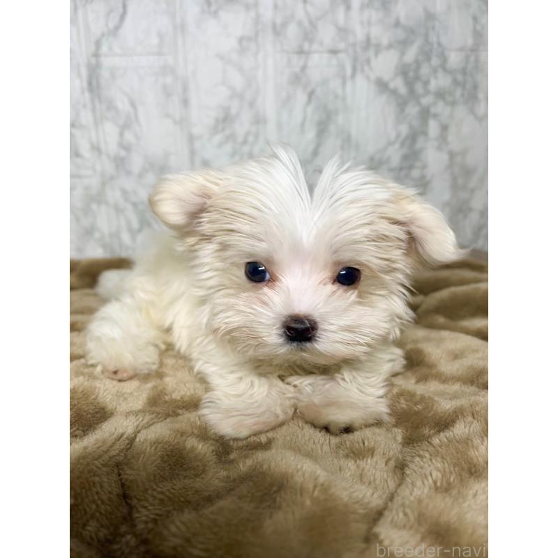 販売中の北海道のマルチーズ-424987の8枚目