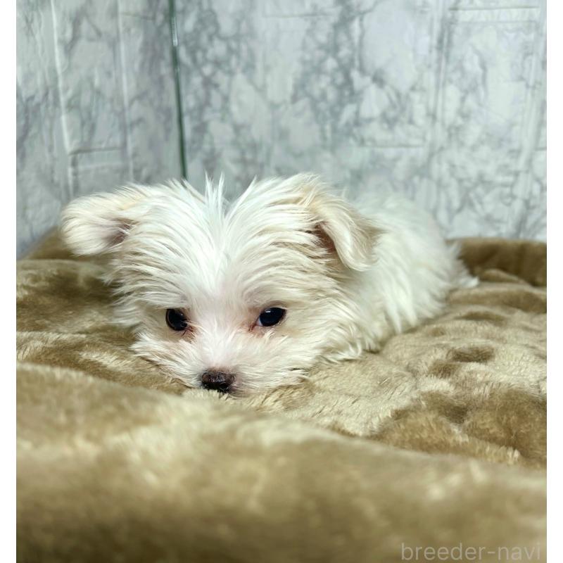 販売中の北海道のマルチーズ-424987の7枚目