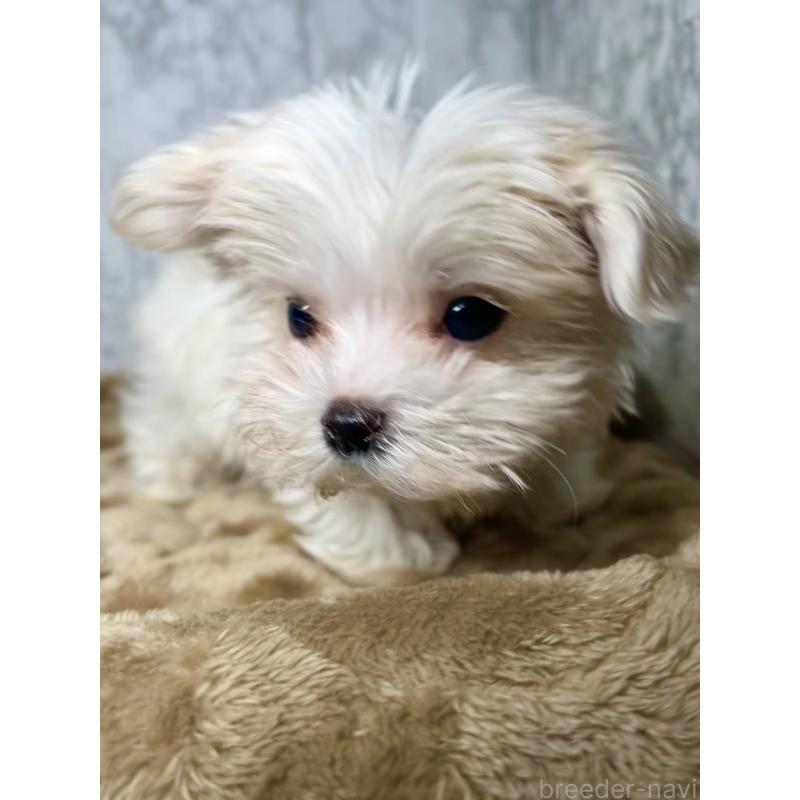 販売中の北海道のマルチーズ-424987の6枚目