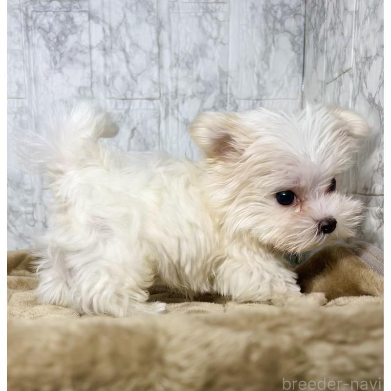 販売中の北海道のマルチーズ-424987の5枚目