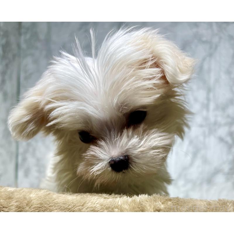 販売中の北海道のマルチーズ-424987の4枚目