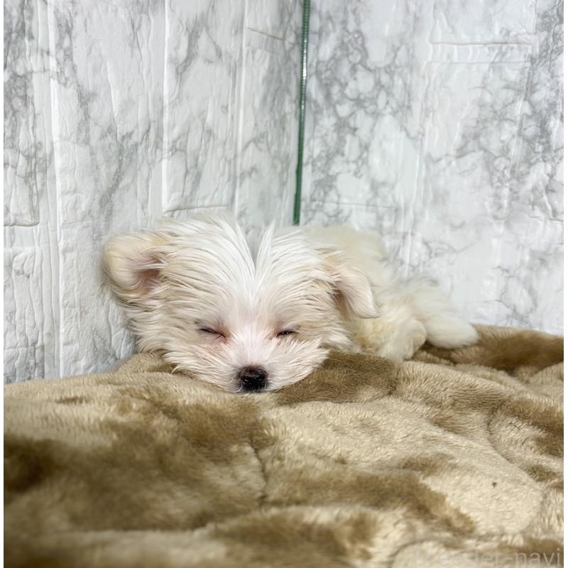 販売中の北海道のマルチーズ-424987の3枚目