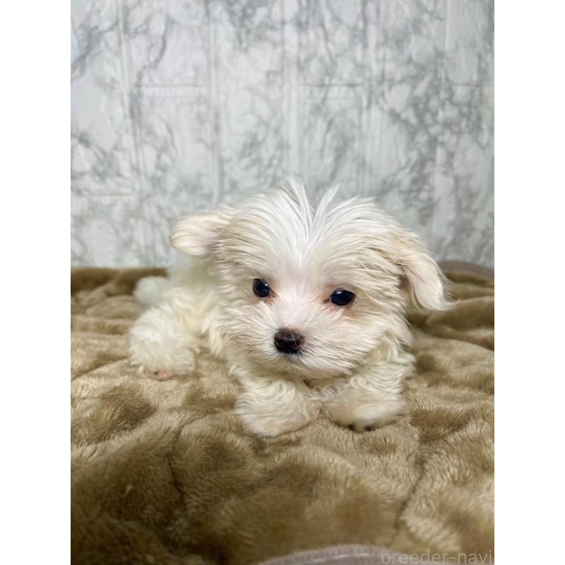 販売中の北海道のマルチーズ-424987の2枚目