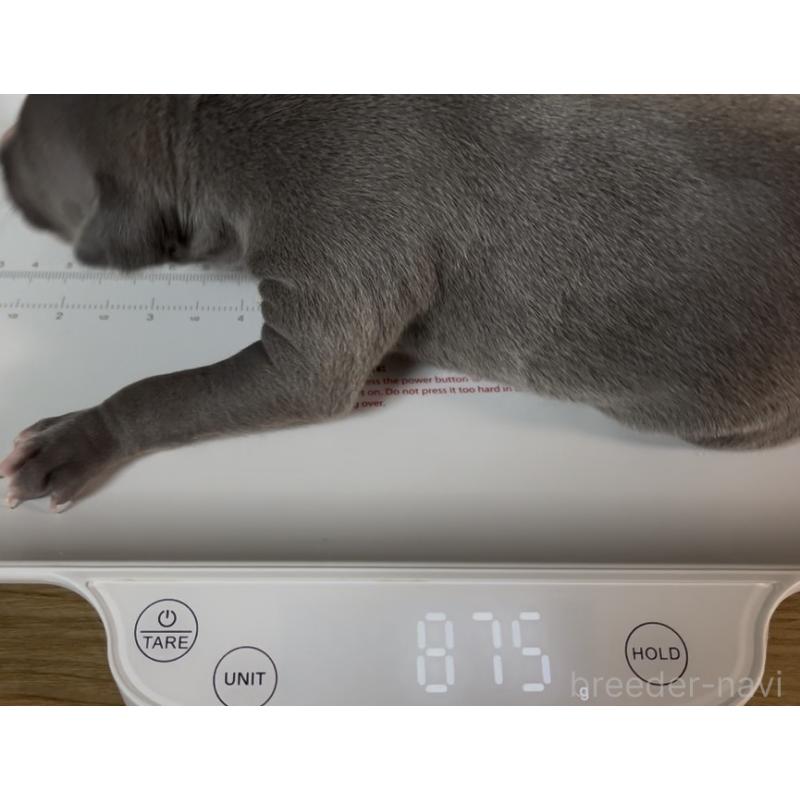 販売中の埼玉県のイタリアングレーハウンド(イタグレ)-422017の40枚目