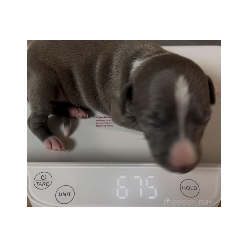 成約済の埼玉県のイタリアングレーハウンド(イタグレ)-422018の15枚目