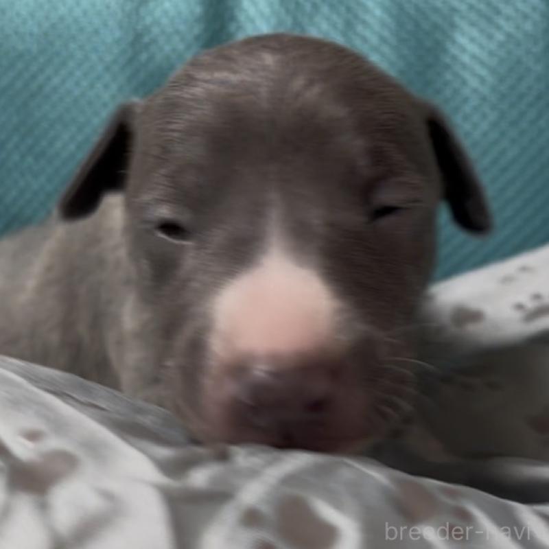 販売中の埼玉県のイタリアングレーハウンド(イタグレ)-422019