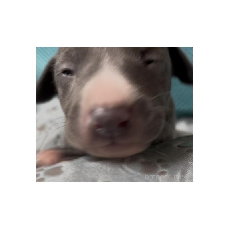 販売中の埼玉県のイタリアングレーハウンド(イタグレ)-422019の16枚目