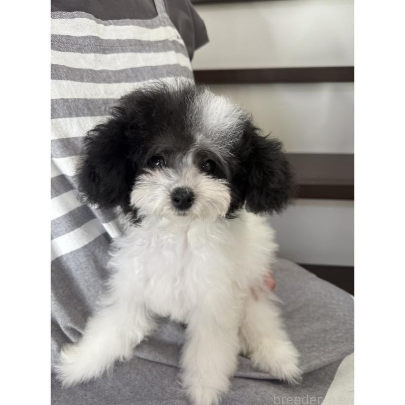 成約済の大阪府のティーカッププードル-414032の7枚目