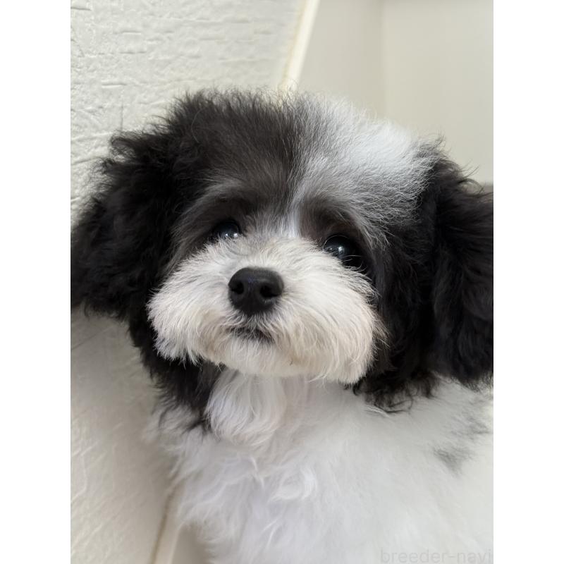 成約済の大阪府のティーカッププードル-414032の6枚目