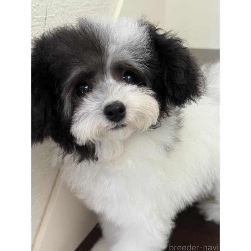 成約済の大阪府のティーカッププードル-414032の5枚目