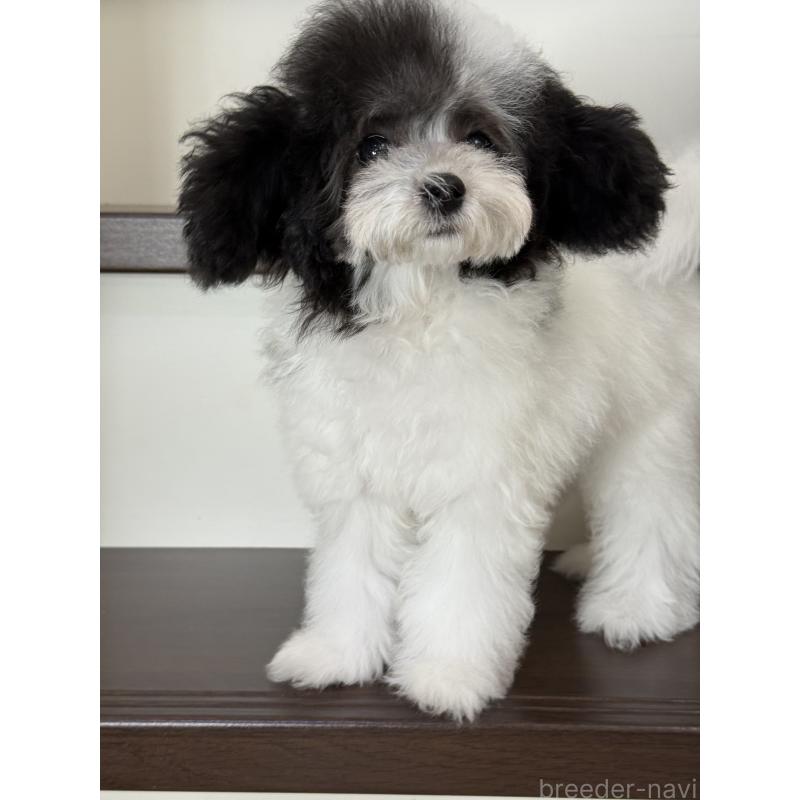 成約済の大阪府のティーカッププードル-414032の4枚目