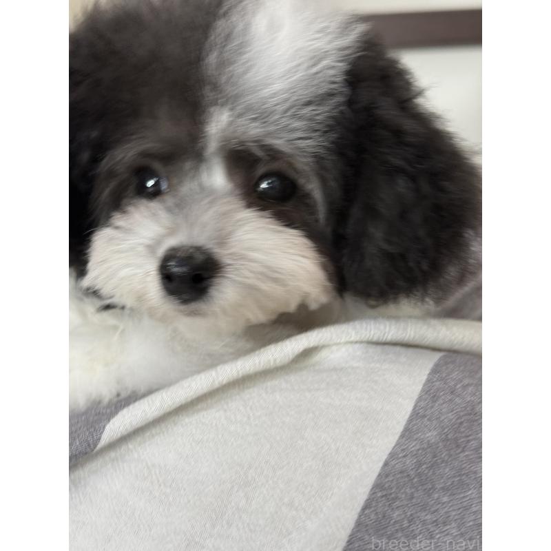 成約済の大阪府のティーカッププードル-414032の3枚目