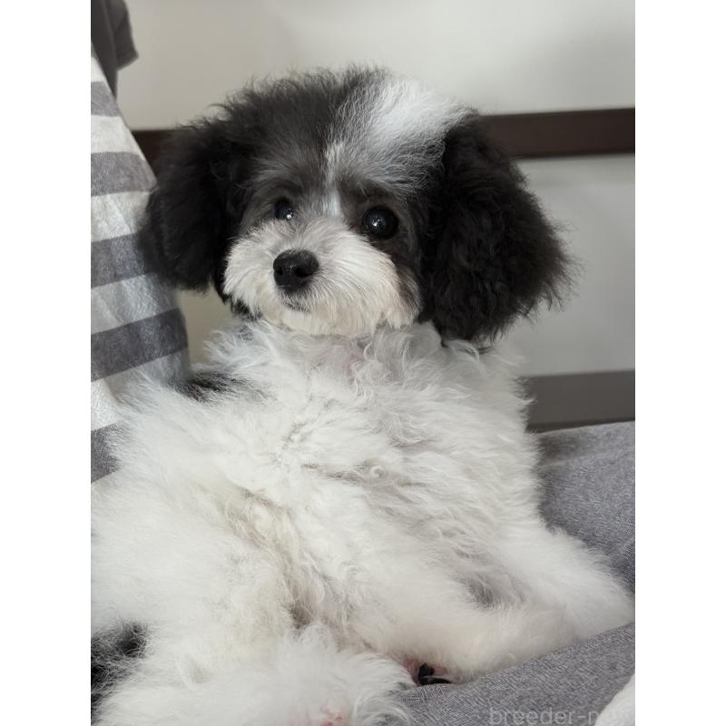 成約済の大阪府のティーカッププードル-414032の2枚目