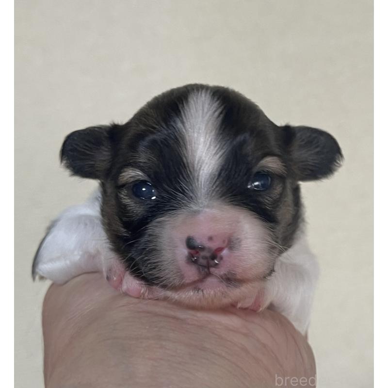 販売中の岡山県のパピヨン-422217