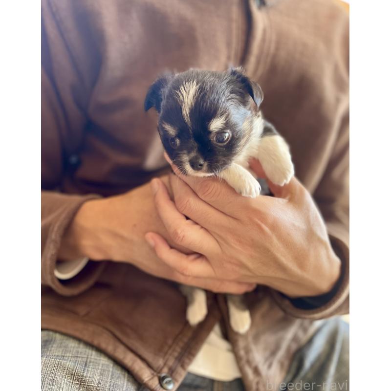 販売中の静岡県のチワワ(ロングコート)-423792の3枚目