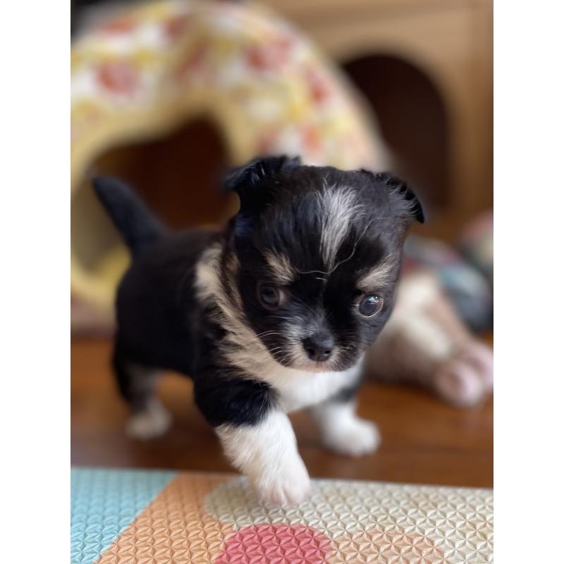 販売中の静岡県のチワワ(ロングコート)-423792の2枚目