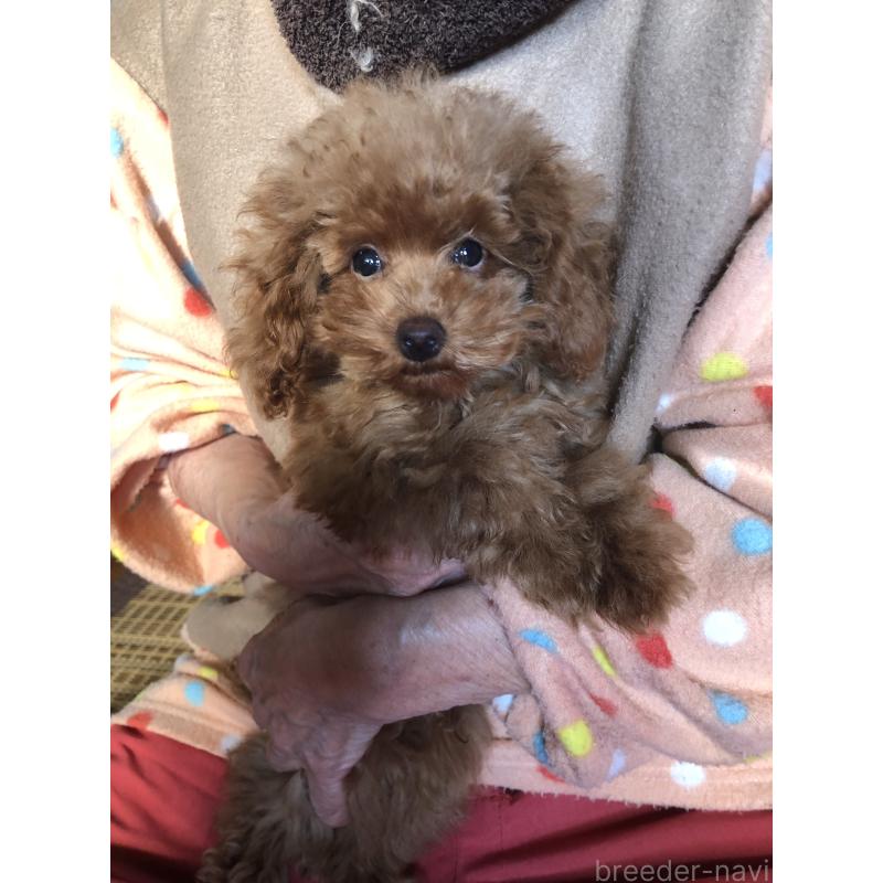 販売中の兵庫県のトイプードル-413436