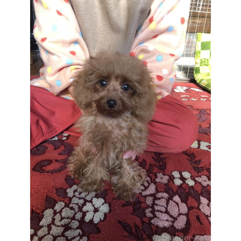 販売中の兵庫県のトイプードル-413437