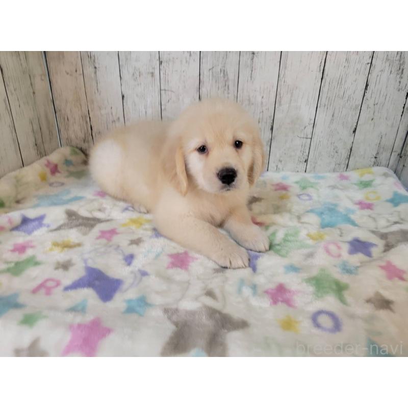 販売中の三重県のゴールデンレトリーバー-424988の5枚目