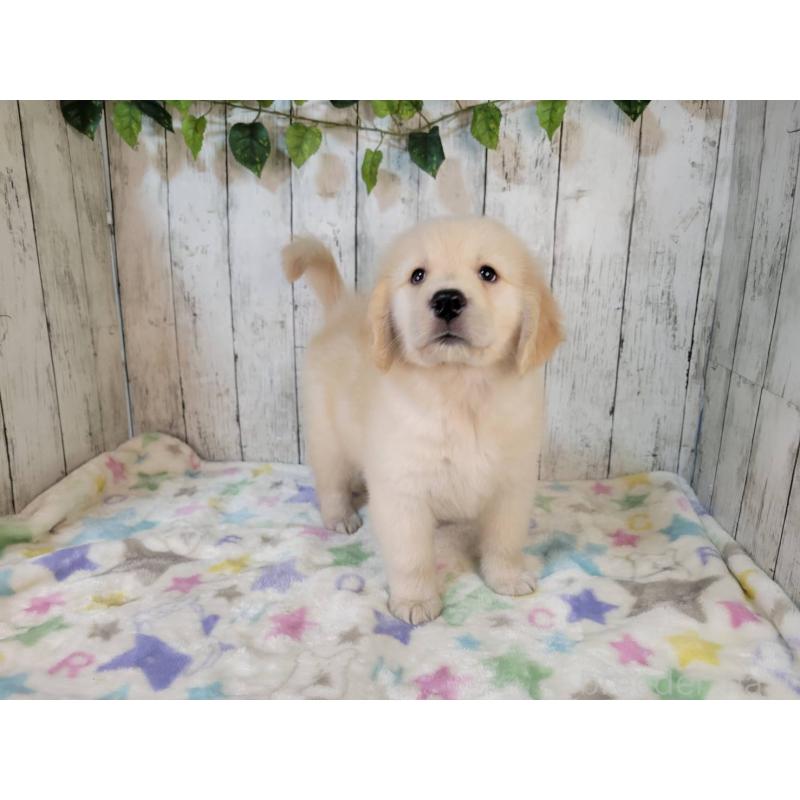 販売中の三重県のゴールデンレトリーバー-424988の4枚目