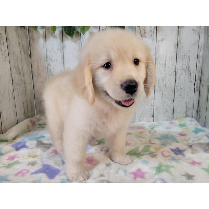 販売中の三重県のゴールデンレトリーバー-424988の3枚目