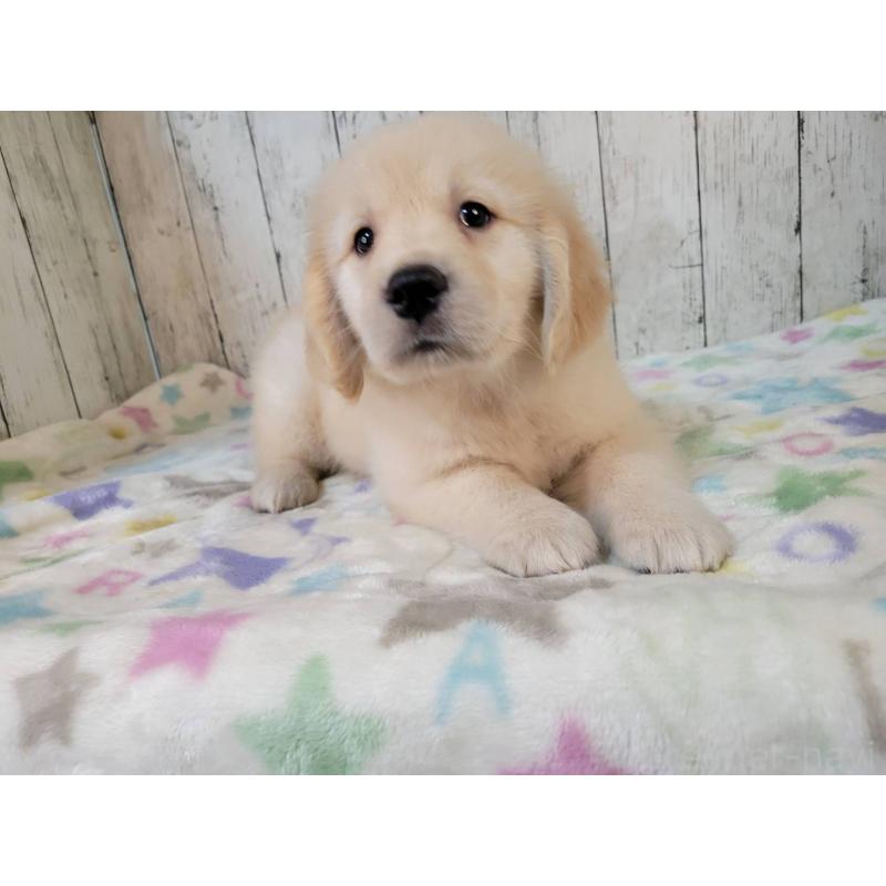 販売中の三重県のゴールデンレトリーバー-424988の2枚目