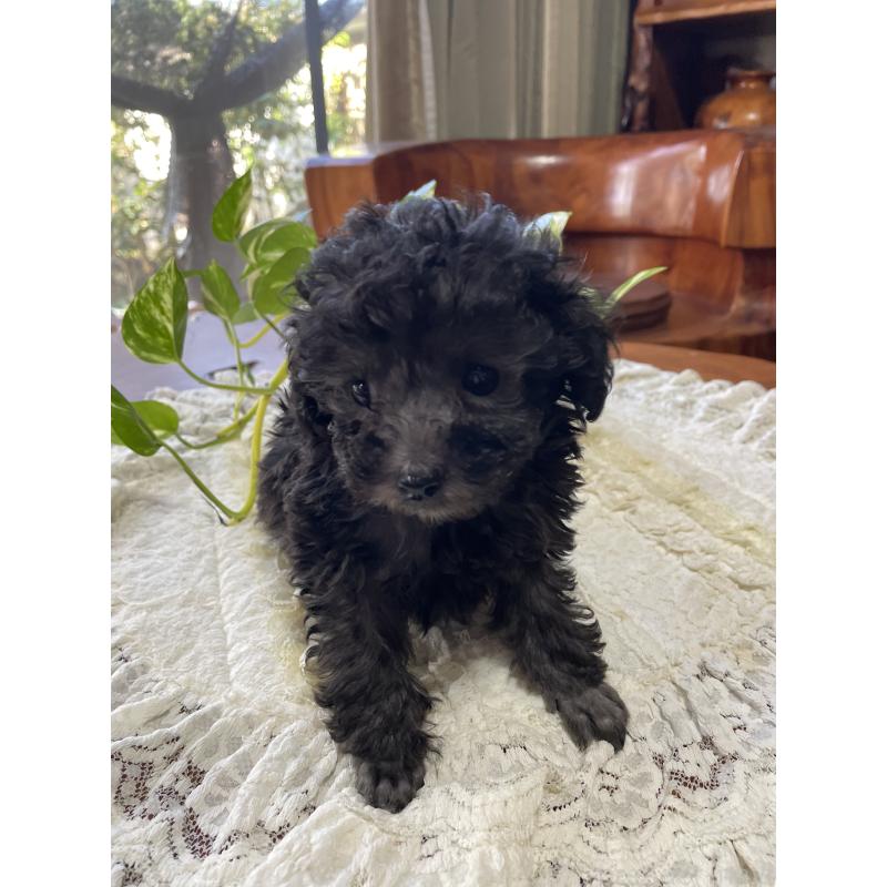 販売中の鹿児島県のティーカッププードル-424824の6枚目