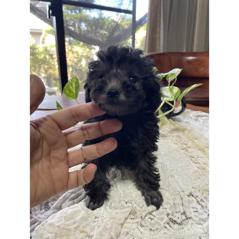 販売中の鹿児島県のティーカッププードル-424824の5枚目