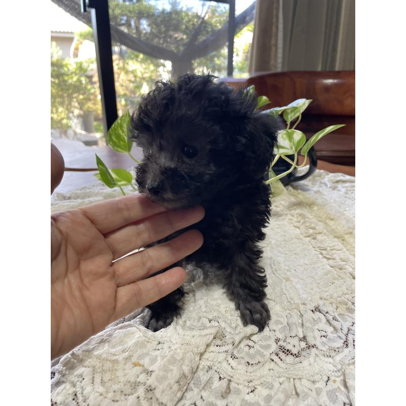 販売中の鹿児島県のティーカッププードル-424824の4枚目