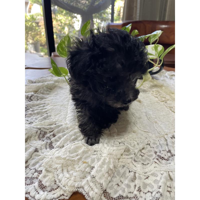 販売中の鹿児島県のティーカッププードル-424824の3枚目