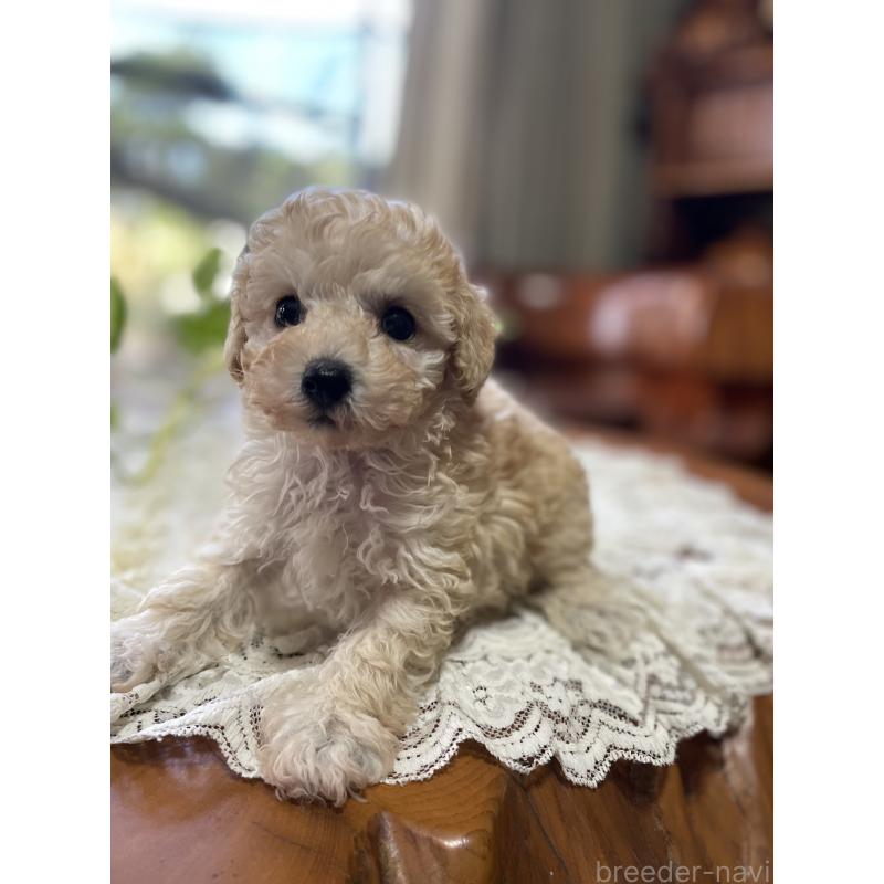 販売中の鹿児島県のタイニープードル-424823の8枚目