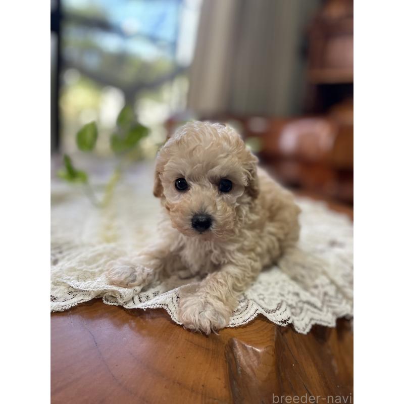 販売中の鹿児島県のタイニープードル-424823の7枚目
