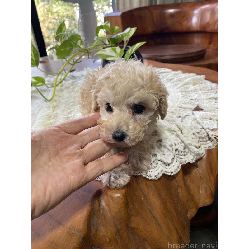 販売中の鹿児島県のタイニープードル-424823の6枚目