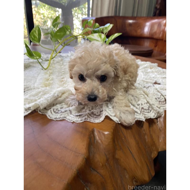 販売中の鹿児島県のタイニープードル-424823の5枚目