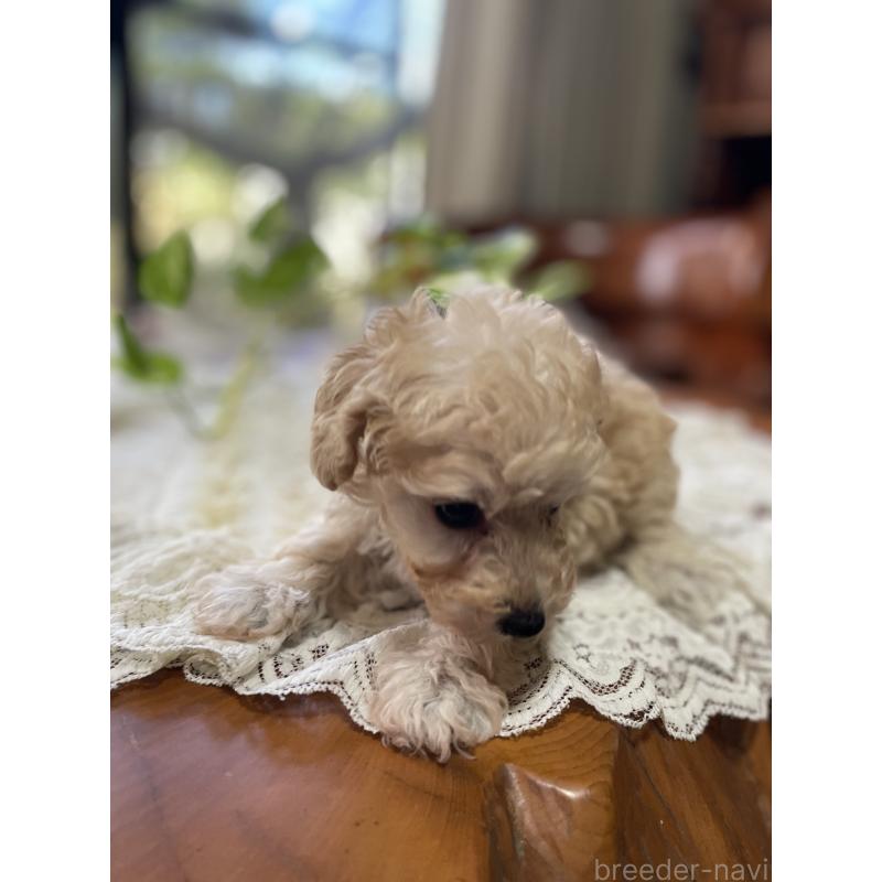 販売中の鹿児島県のタイニープードル-424823の4枚目