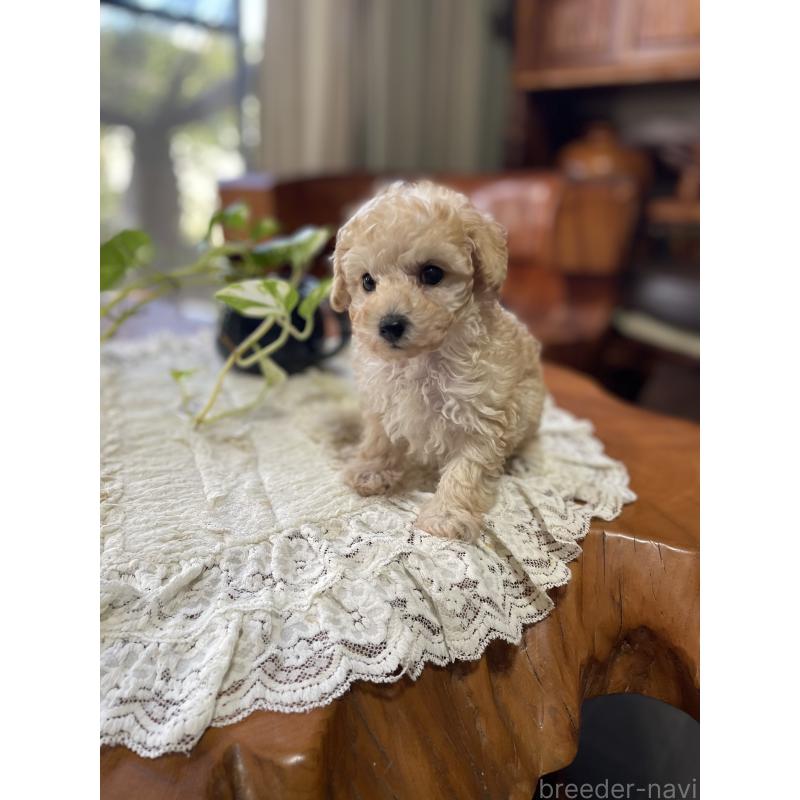 販売中の鹿児島県のタイニープードル-424823の3枚目