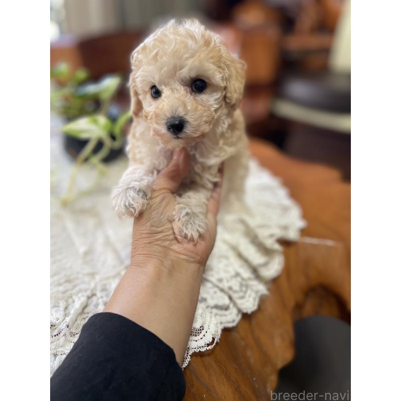 販売中の鹿児島県のタイニープードル-424823の2枚目