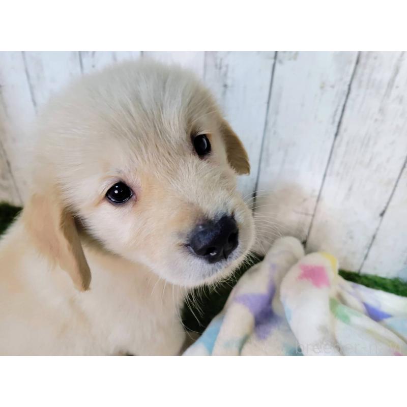 販売中の三重県のゴールデンレトリーバー-424989の5枚目