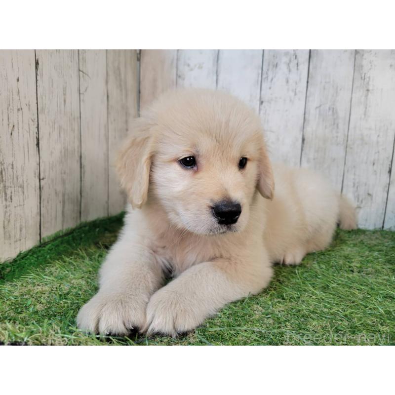 販売中の三重県のゴールデンレトリーバー-424989の4枚目