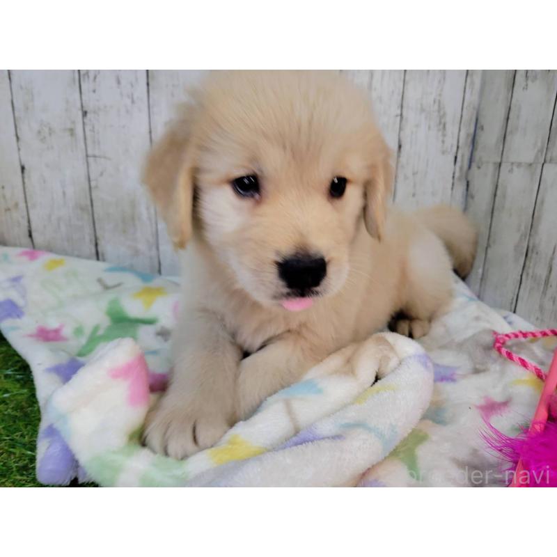 販売中の三重県のゴールデンレトリーバー-424989の3枚目