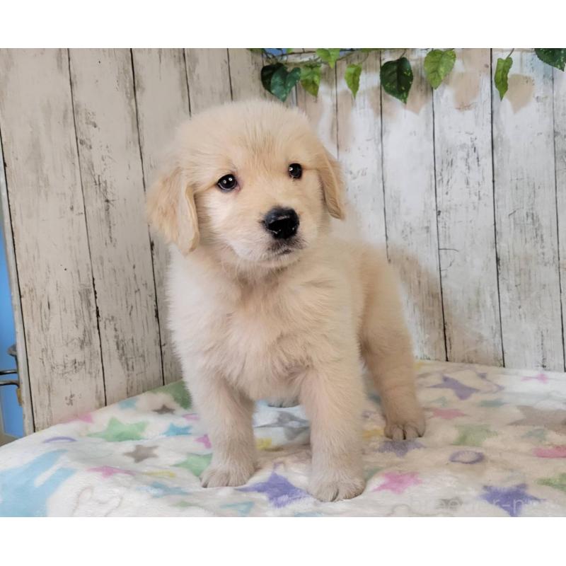 販売中の三重県のゴールデンレトリーバー-424989の2枚目