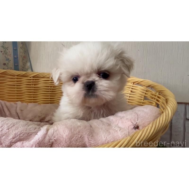 販売中の岡山県のミックス犬-418758の9枚目