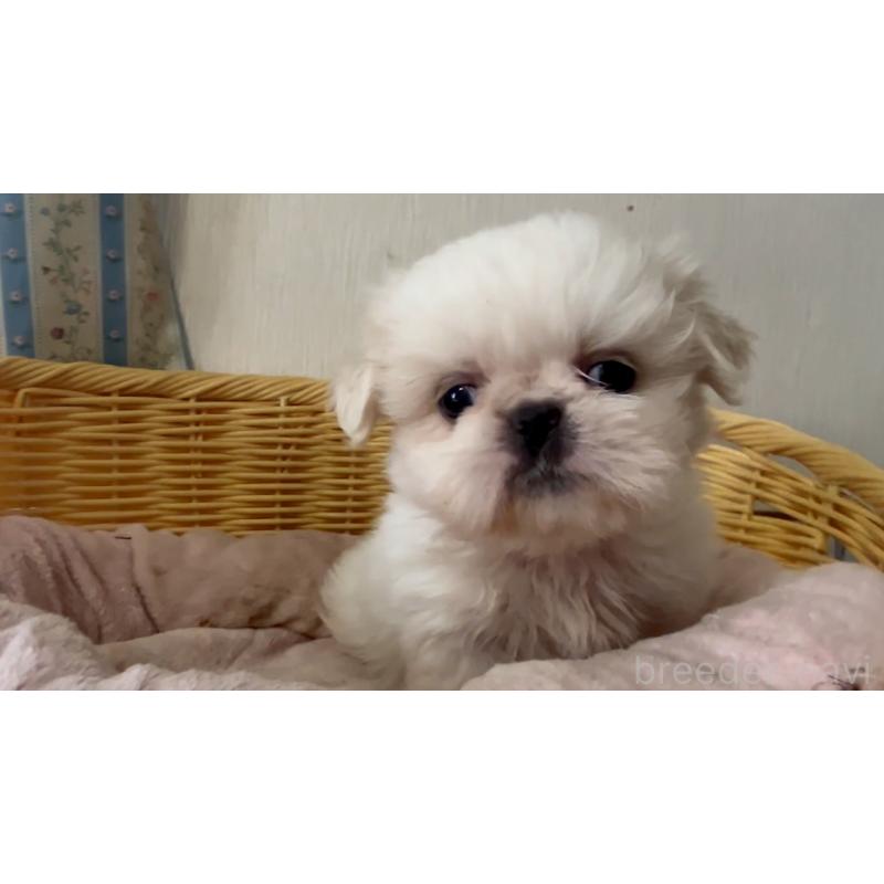 販売中の岡山県のミックス犬-418758の8枚目