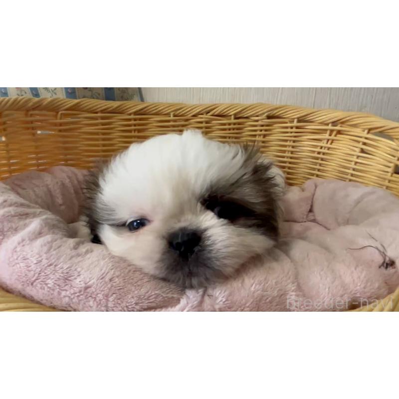 販売中の岡山県のミックス犬-418757の5枚目