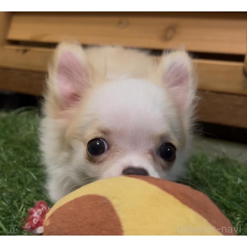 販売中の埼玉県のチワワ(ロングコート)-408273の11枚目