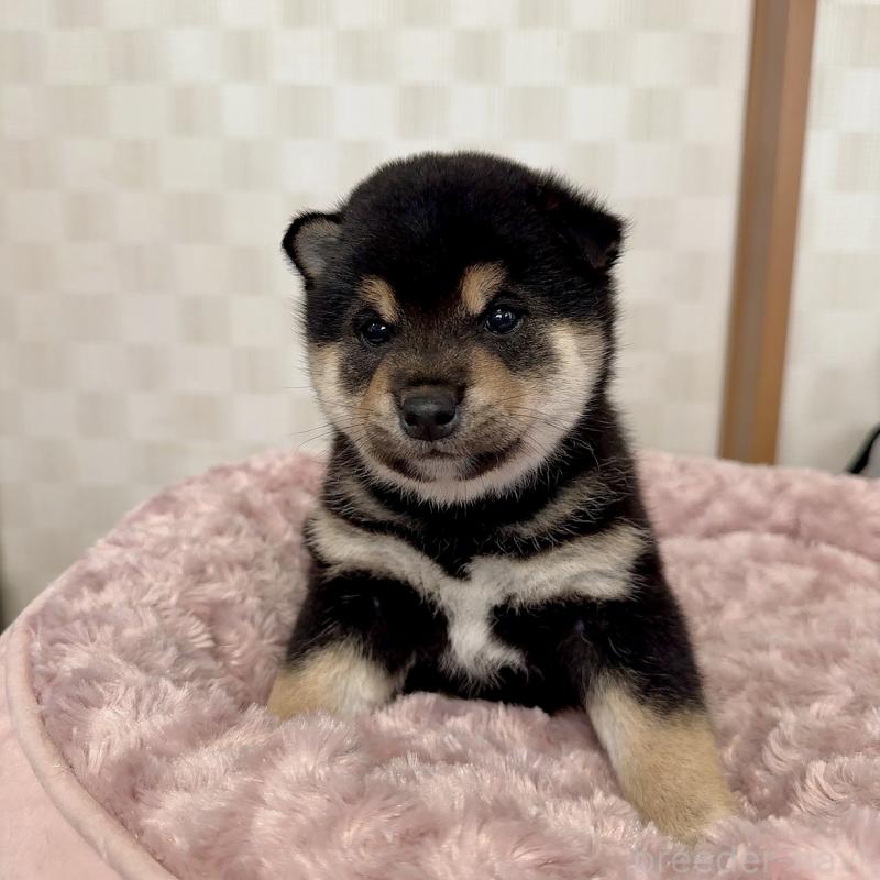 販売中の大阪府の豆柴-425172