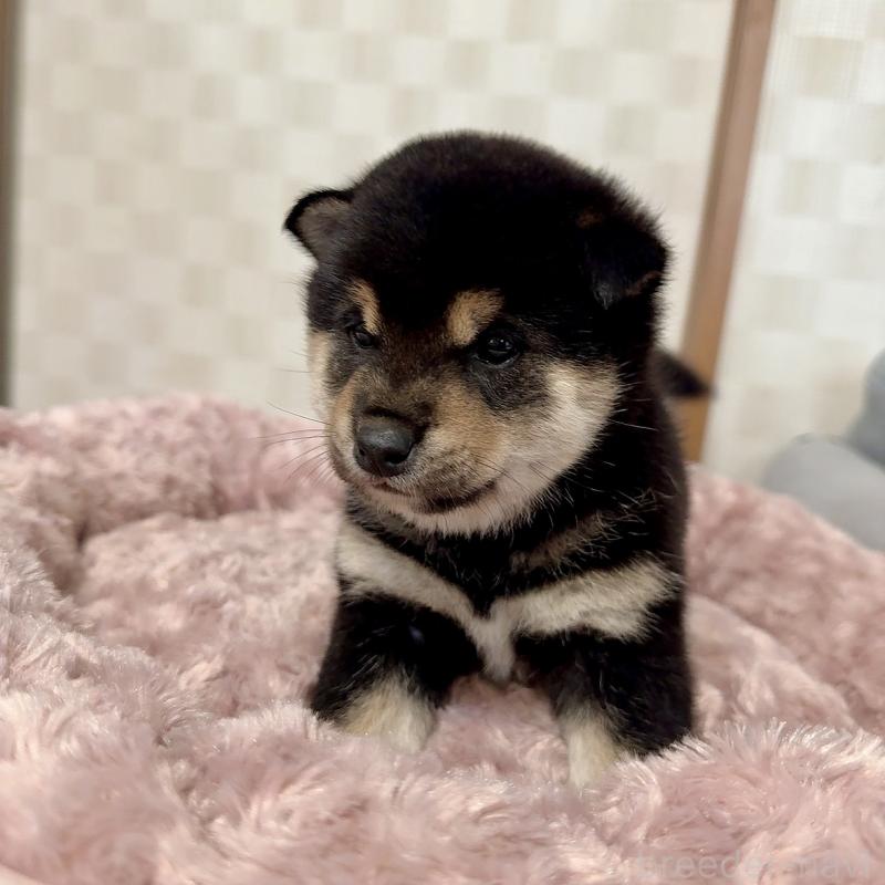 販売中の大阪府の豆柴-425172の6枚目