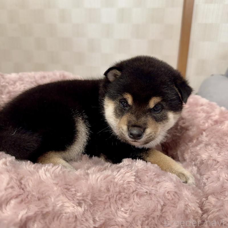 販売中の大阪府の豆柴-425172の5枚目