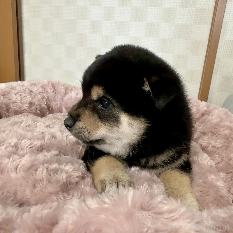 販売中の大阪府の豆柴-425172の4枚目