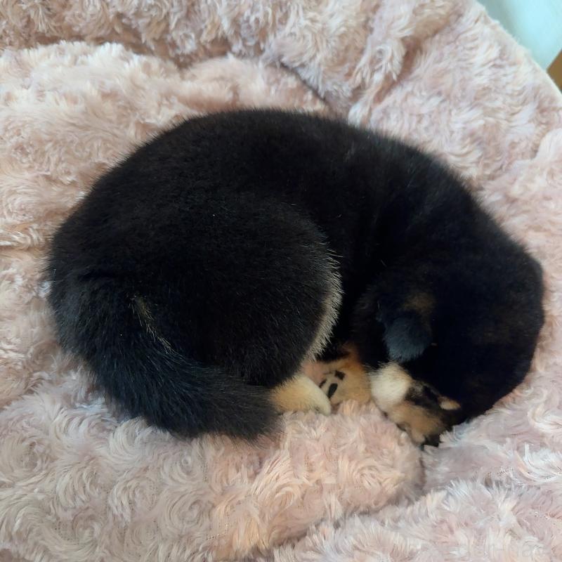 販売中の大阪府の豆柴-425172の3枚目